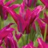 Viridiflora tulipan “Doll´s Minuet” Tulipanløg – 10 stk. 35,- kr. 100 stk. 319 kr.