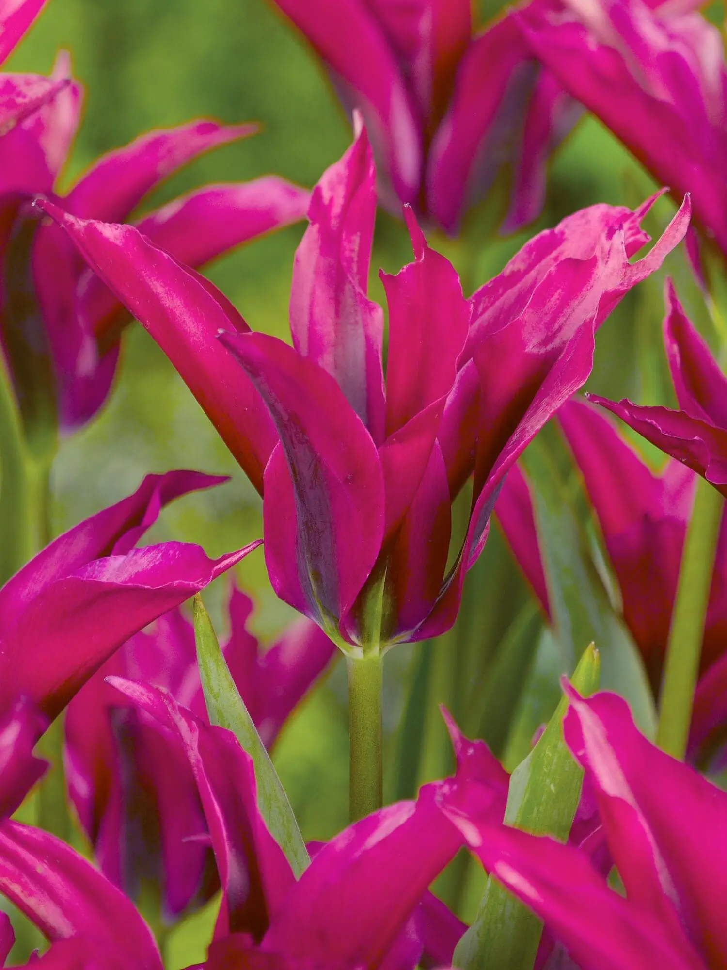 Viridiflora tulipan “Doll´s Minuet” Tulipanløg – 10 stk. 35,- kr. 100 stk. 319 kr.