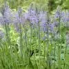 Prærielilje / Camassia løg “Zwanenburg” Blåregn-blå – 12,95 kr. v/10 stk. | 9,95 kr. v/25 stk.