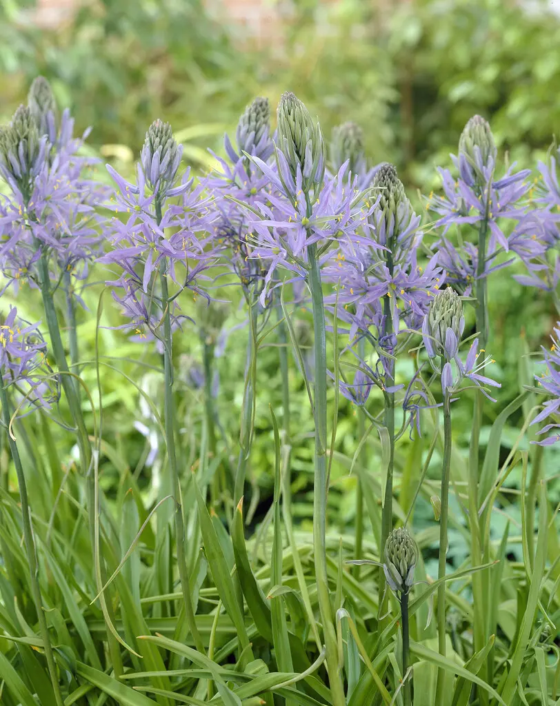 Prærielilje / Camassia løg “Zwanenburg” Blåregn-blå – 12,95 kr. v/10 stk. | 9,95 kr. v/25 stk.