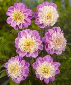 Dahlia “Anemone Mix” – Rabatpakke med 5 dahliaknolde i forskellige anemoneblomstrende varianter