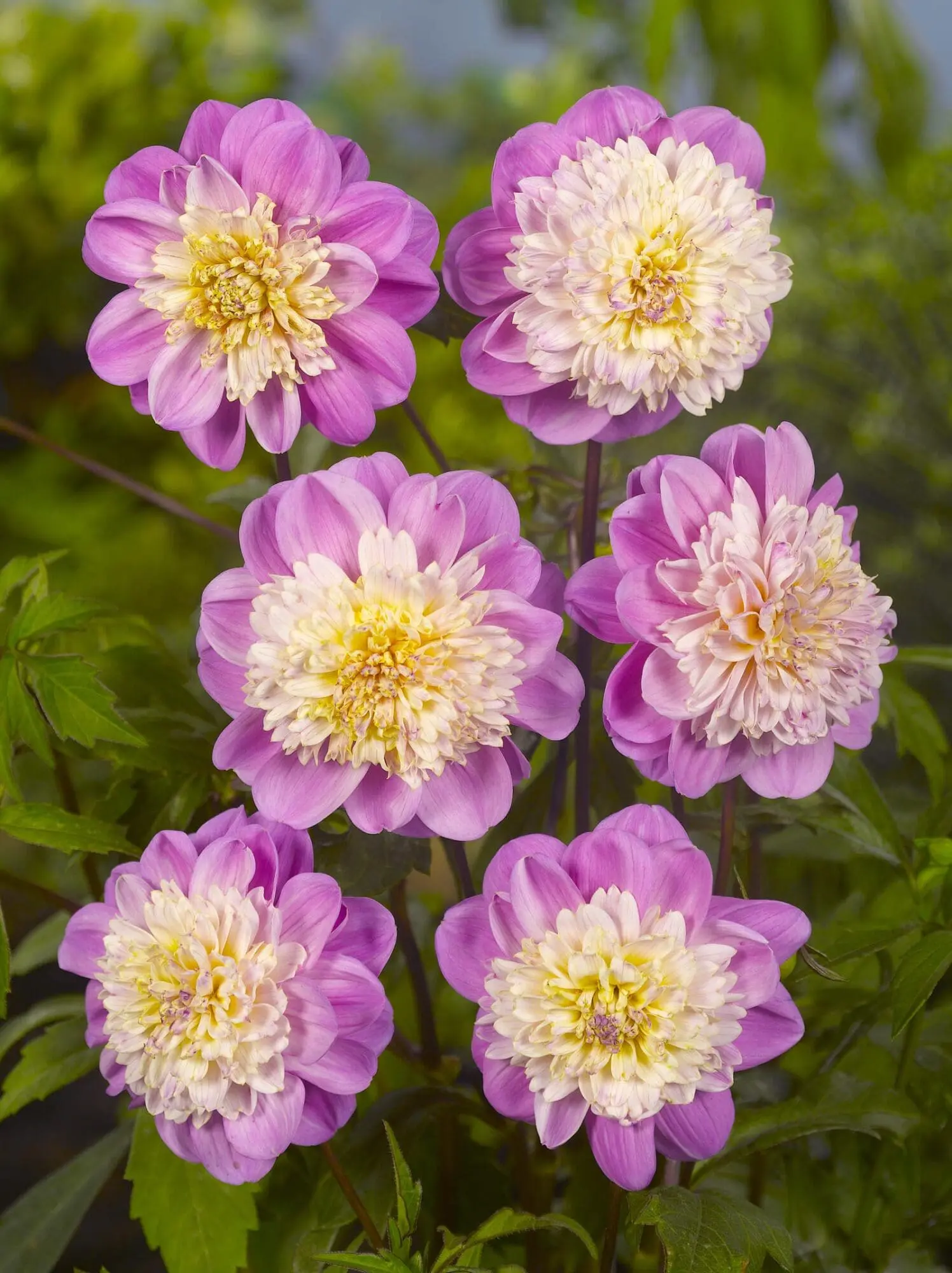 Dahlia “Anemone Mix” – Rabatpakke med 5 dahliaknolde i forskellige anemoneblomstrende varianter