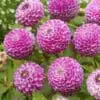 Dahlia “Zippity Do Da” Pompon dahlia. TILBUD: 20,- KR