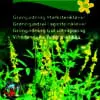 Markstenkløver blomsterfrø – Rigt blomsterende høj plante – Grøngødning