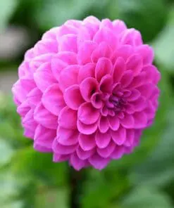 Dahlia “Robann Regal” Lavendelfarvet Ball Dahlia