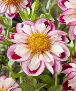 Collarette dahlia tilbudspakke – De smukke “halskravedahlia” 6 dahlia i 3 varianter.