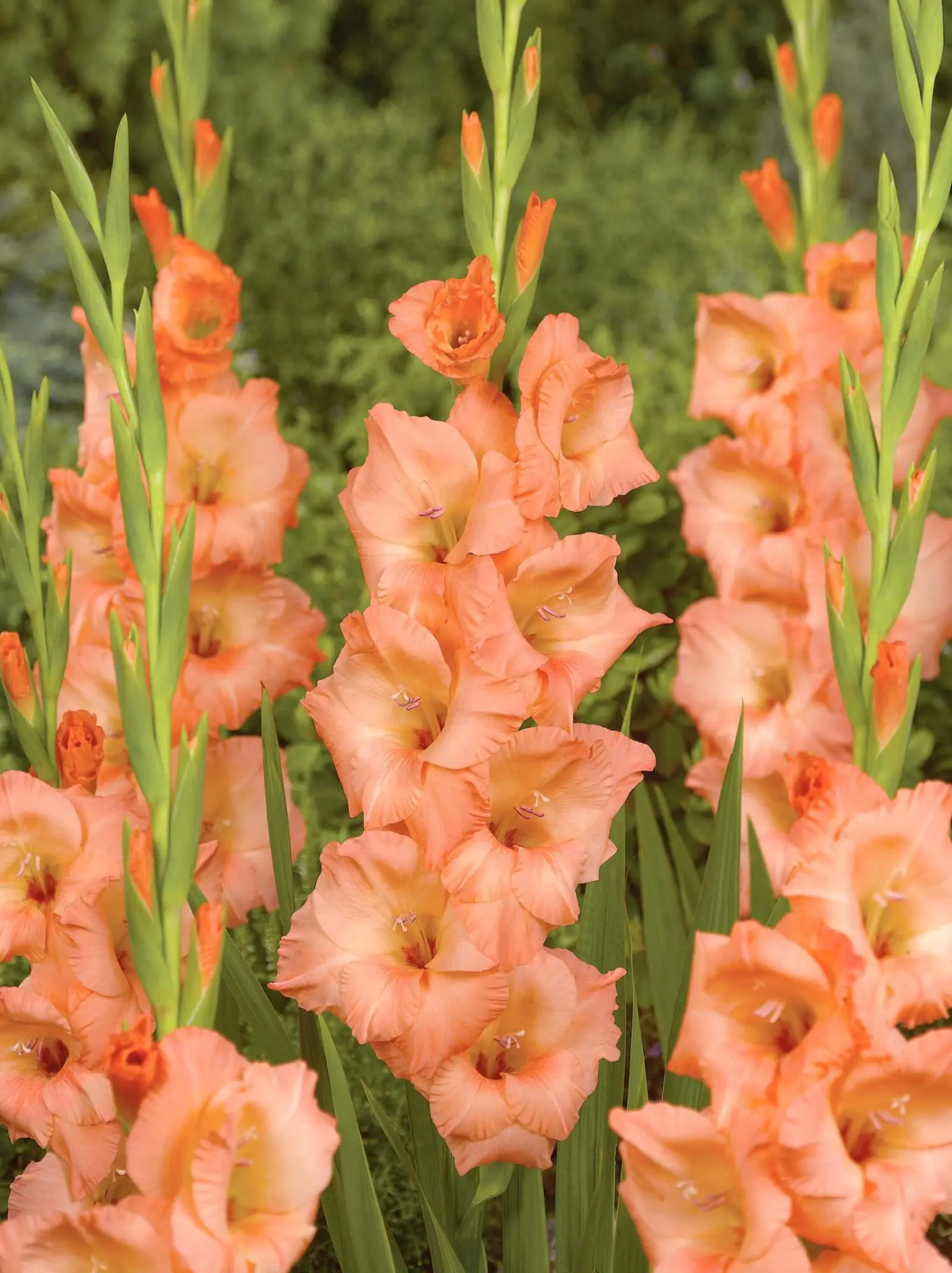 Gladiolus “Georgia Peach” Smuk ferskenfarve 3,25 kr. v/25 stk 2,75 kr. v/100 stk