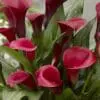 Rød Calla “Red Symphony” – Calla knolde str. 16/18 – FRA 15,95 KR.