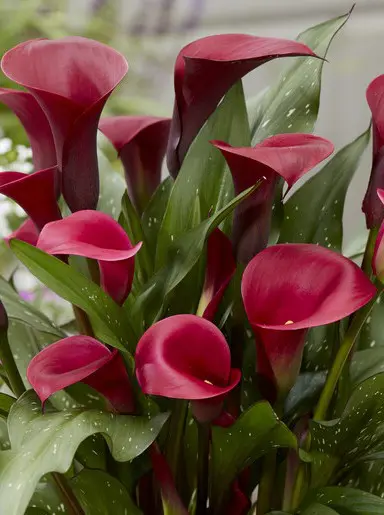 Rød Calla “Red Symphony” – Calla knolde str. 16/18 – FRA 15,95 KR.