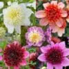 Dahlia “Anemone Mix” – Rabatpakke med 5 dahliaknolde i forskellige anemoneblomstrende varianter
