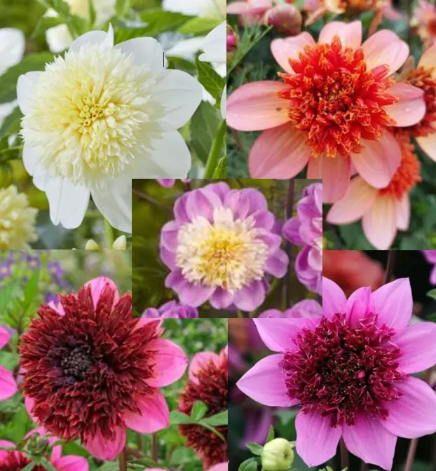 Dahlia “Anemone Mix” – Rabatpakke med 5 dahliaknolde i forskellige anemoneblomstrende varianter