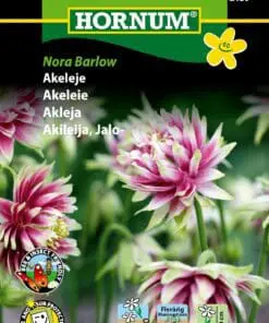Akelaje “Nora barlow” – Flerårig og skøn i buketter og staudebed – Blomsterfrø