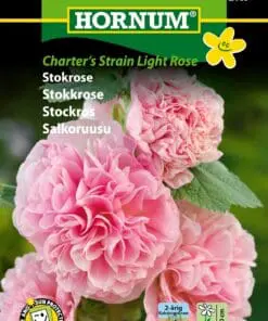 Stokrose – Charter’s Strain Light Rose – Lyserøde stokroser – Blomsterfrø