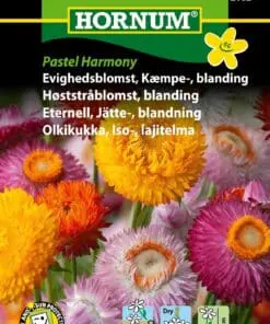 Evighedsblomst Kæmpe “Pastel Harmony”. – Blomsterfrø