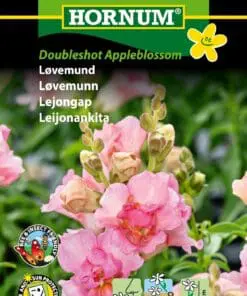 Løvemund “Doubleshot Appleblos” – Romantisk og duftende – Blomsterfrø