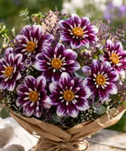 Collarette dahlia tilbudspakke – De smukke “halskravedahlia” 6 dahlia i 3 varianter.