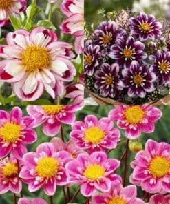 Collarette dahlia tilbudspakke – De smukke “halskravedahlia” 6 dahlia i 3 varianter.