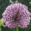 Allium / Prydløg “Altissimum Goliath” – Kæmpeprydløg. 22,95 kr/stk v.min. 3 stk. | 10 stk 199,50 kr.