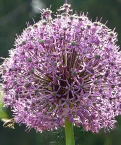 Allium / Prydløg “Altissimum Goliath” – Kæmpeprydløg. 22,95 kr/stk v.min. 3 stk. | 10 stk 199,50 kr.
