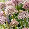 Allium / Prydløg “Silver spring” – 22,95 kr/stk v.min. 3 stk. | 10 stk 199,50 kr.