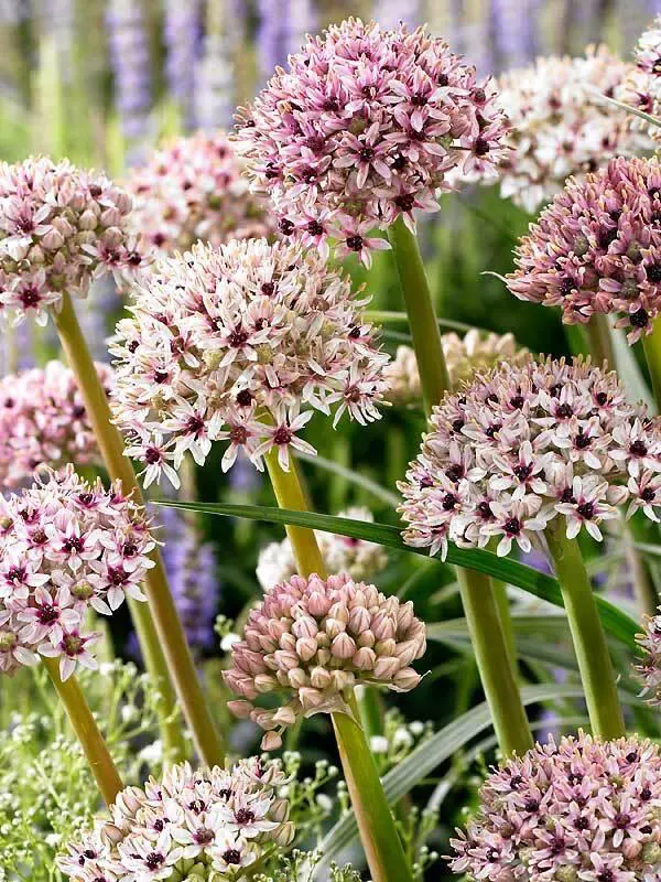 Allium / Prydløg “Silver spring” – 22,95 kr/stk v.min. 3 stk. | 10 stk 199,50 kr.