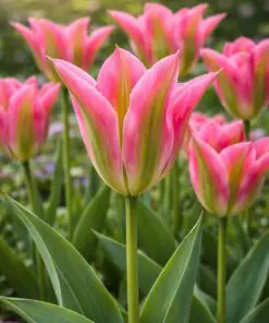 Tulipanløg “Virichic” | Viridiflora tulipan | Løgstørrelse 12+ | FRA 5,40 KR.