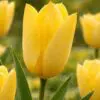 Citrongul tulipan “Yellow Purissima” – Fosteriana tulipaner – 10 stk. 35,- kr. 100 Stk. 319,- kr.