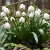 Ægte Dorthealilje løg “Leucojum Vernum” – Blomsterløg 10 stk 69,- kr. | 100 stk. 599,- kr.