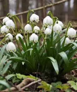 Ægte Dorthealilje løg “Leucojum Vernum” – Blomsterløg 10 stk 69,- kr. | 100 stk. 599,- kr.