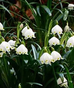 Ægte Dorthealilje løg “Leucojum Vernum” – Blomsterløg 10 stk 69,- kr. | 100 stk. 599,- kr.