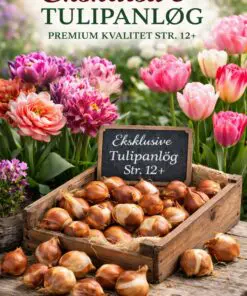 Eksklusive tulipanløg – Premium kvalitet (Str. 12+) til Danmarks bedste priser