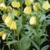 Fritillaria pallidiflora – Bleg vibeæg løg str. 14/16 | Ved min 3 stk 16,95 kr. | 10 stk 149,50 kr