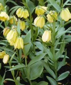 Fritillaria pallidiflora – Bleg vibeæg løg str. 14/16 | Ved min 3 stk 16,95 kr. | 10 stk 149,50 kr