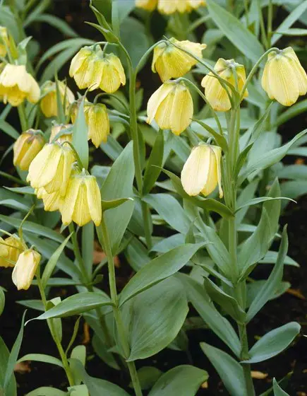 Fritillaria pallidiflora – Bleg vibeæg løg str. 14/16 | Ved min 3 stk 16,95 kr. | 10 stk 149,50 kr