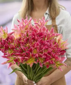 Tulipanløg “Virichic” | Viridiflora tulipan | Løgstørrelse 12+ | FRA 5,40 KR.