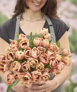 Tulipanløg “La Belle Epoque” | Eksklusiv dobbelt tulipan – Str. 12+ | FRA 8,76 KR