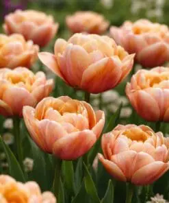 Tulipanløg “La Belle Epoque” | Eksklusiv dobbelt tulipan – Str. 12+ | FRA 8,76 KR