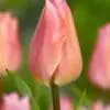 Tulipan ‘Apricot Beauty’ – Elegant abrikosfarvet tulipan – 10 stk. 40,- kr. 100 Stk. 359,- kr.