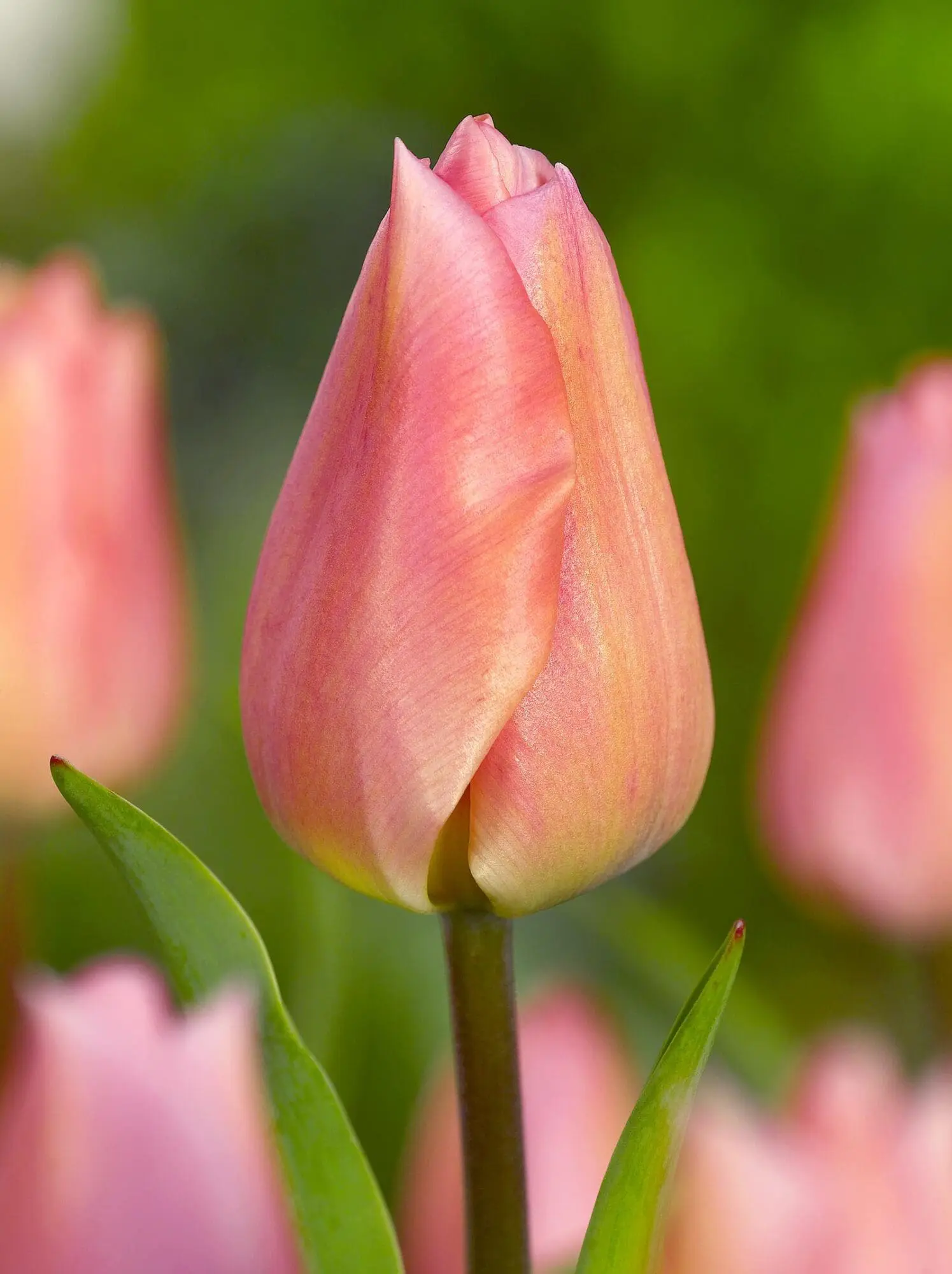 Tulipan ‘Apricot Beauty’ – Elegant abrikosfarvet tulipan – 10 stk. 40,- kr. 100 Stk. 359,- kr.