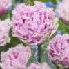 Tulipanløg Cairns – Dobbelt frynset rosa tulipan | 10 stk. 45,- kr. | 100 stk. 399,- kr.