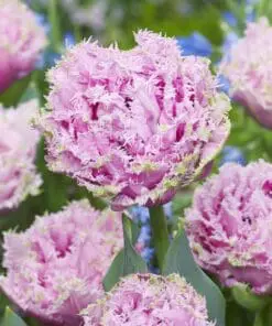 Tulipanløg Cairns – Dobbelt frynset rosa tulipan | 10 stk. 45,- kr. | 100 stk. 399,- kr.