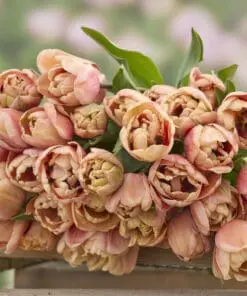Tulipanløg “La Belle Epoque” | Eksklusiv dobbelt tulipan – Str. 12+ | FRA 8,76 KR