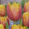 Tulipanløg Lambada – Frynset tulipan i varme farver – 10 stk. 35,- kr. 100 Stk. 319,- kr.
