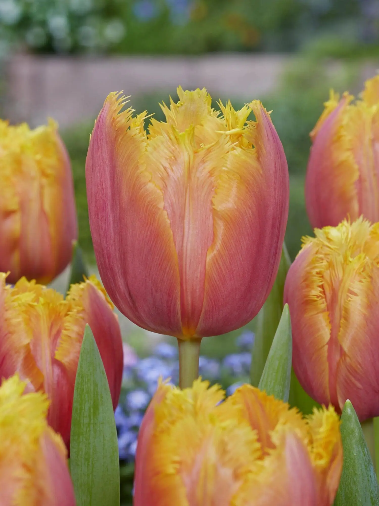 Tulipanløg Lambada – Frynset tulipan i varme farver – 10 stk. 35,- kr. 100 Stk. 319,- kr.
