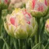 Tulipan ‘Sprinkle Dip’ – unik tofarvet tulipan med “dyppet” effekt – 10 stk. 40,- kr. 100 Stk. 359,- kr.