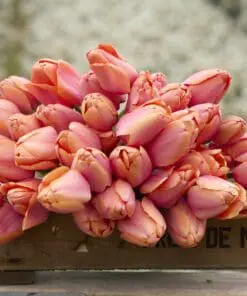 Tulipanløg “Apricot Impression” | Smuk Darwin Hybrid tulipan – Str. 12+ | FRA 5,40 KR