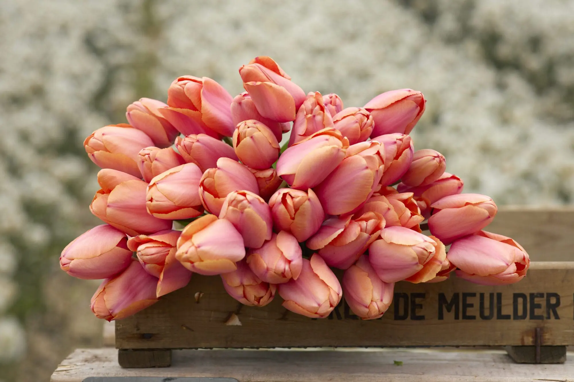 Tulipanløg “Apricot Impression” | Smuk Darwin Hybrid tulipan – Str. 12+ | FRA 5,40 KR