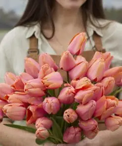 Tulipanløg “Apricot Impression” | Smuk Darwin Hybrid tulipan – Str. 12+ | FRA 5,40 KR