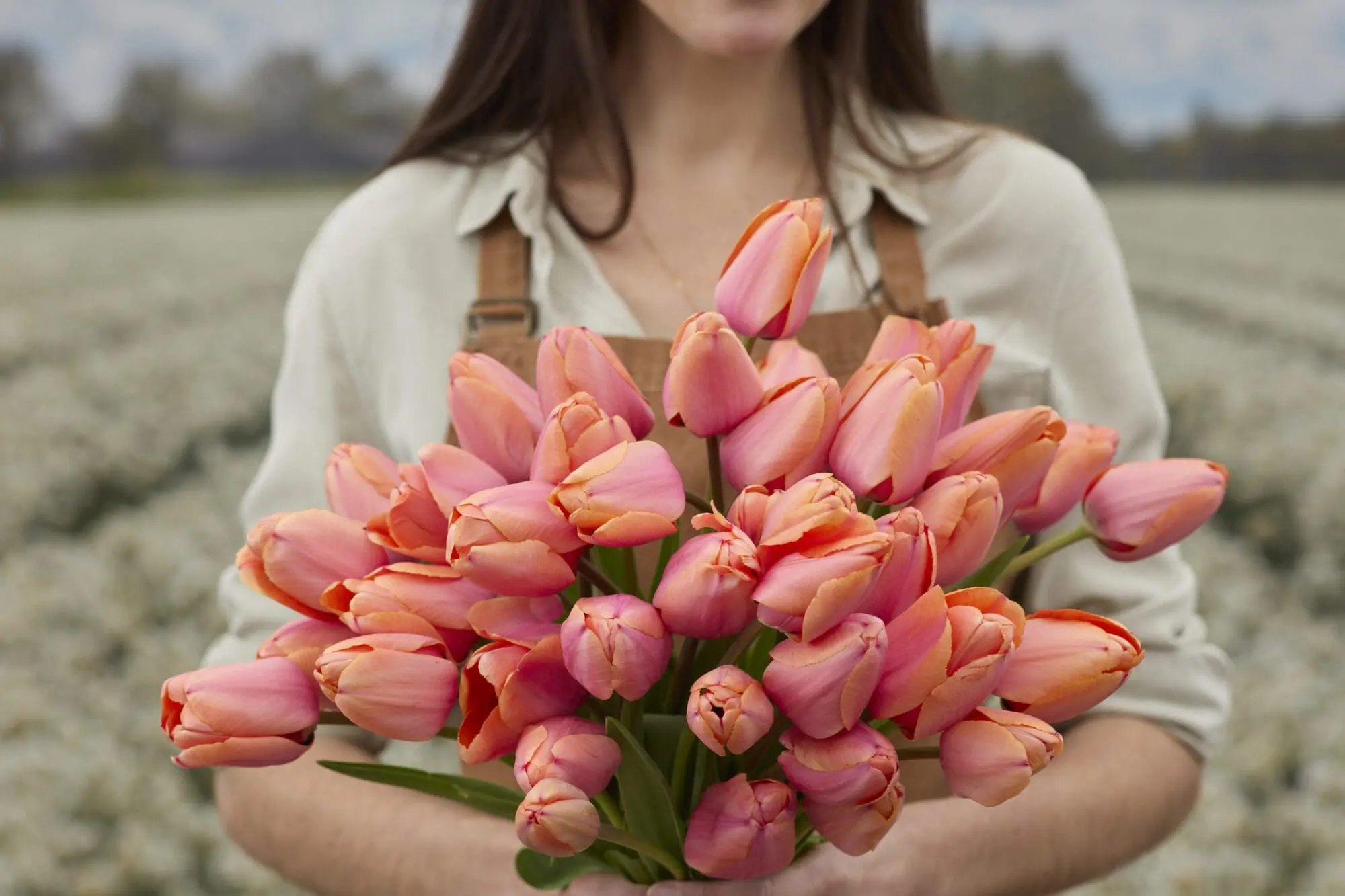 Tulipanløg “Apricot Impression” | Smuk Darwin Hybrid tulipan – Str. 12+ | FRA 5,40 KR