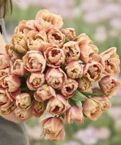 Eksklusiv Champagne & Blush-løglasagne – 30 store premium-blomsterløg til én krukke